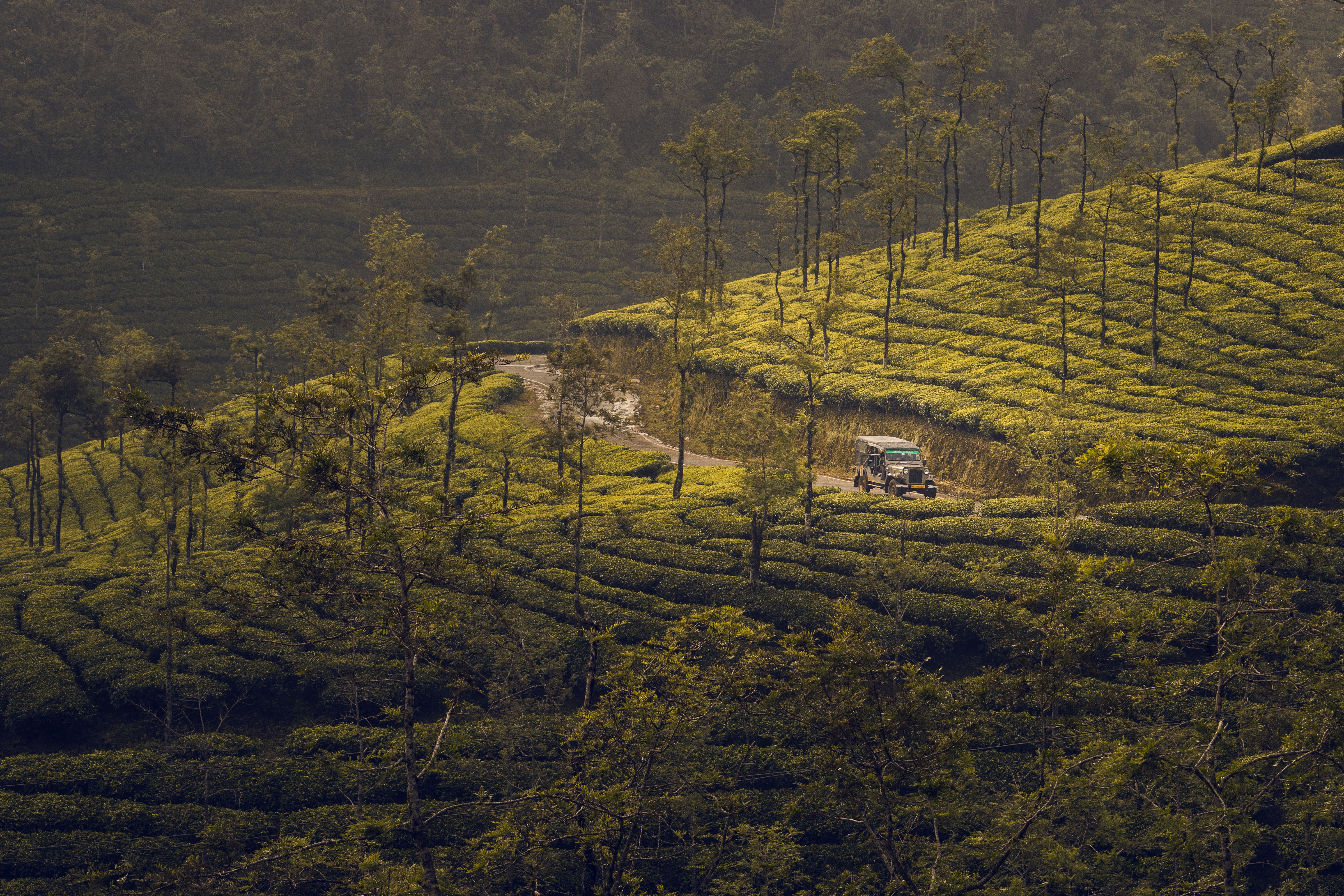 God's Own Country | Munnar, Thekkady & Alleppey